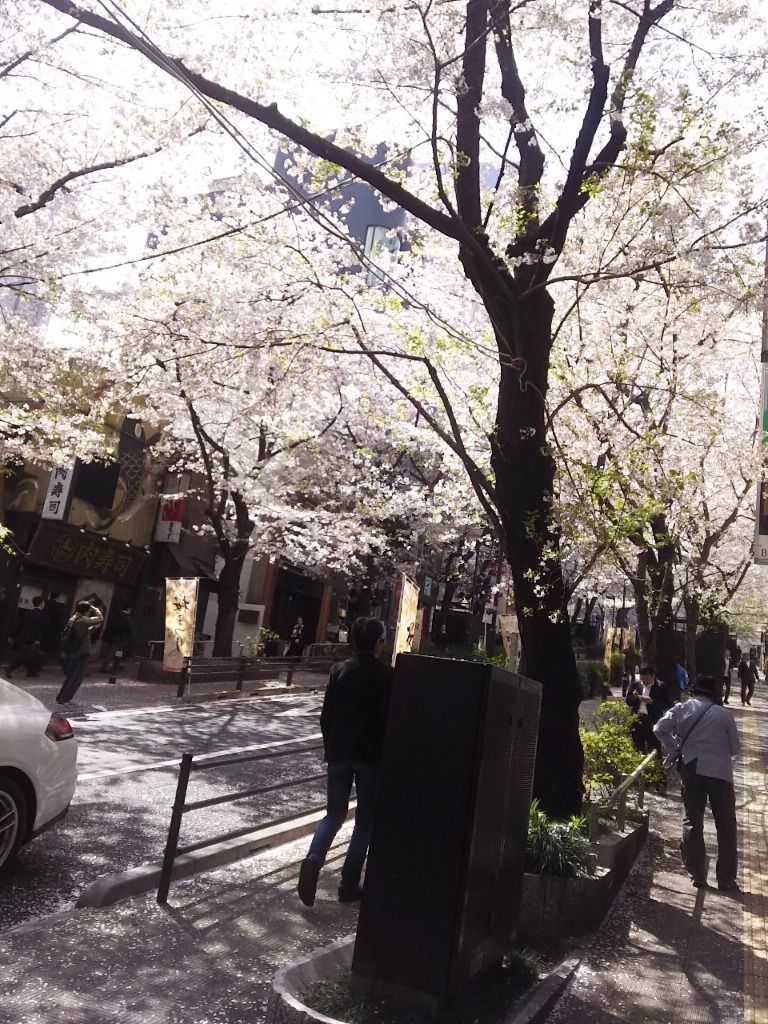 渋谷桜丘の桜の様子