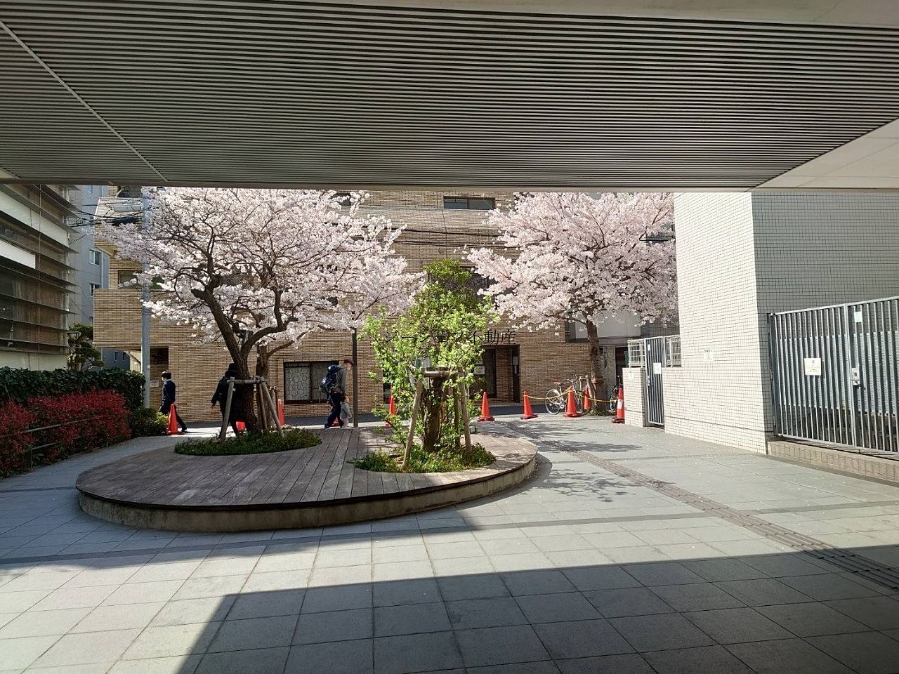 渋谷・桜丘　桜が満開です！